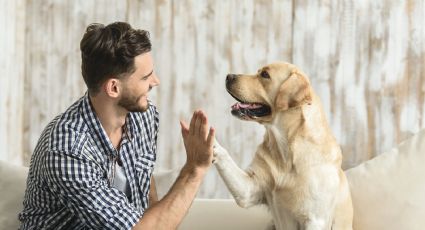 La mascota más querida: los beneficios en la salud que te puede dar la compañía de un perro