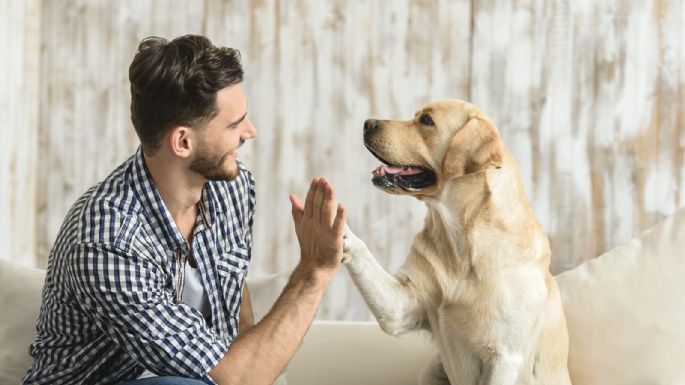 La mascota más querida: los beneficios en la salud que te puede dar la compañía de un perro