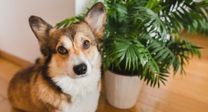 Mucho cuidado: estas son las plantas que pueden afectar a tus perros y gatos