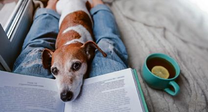 Tu mascota se da cuenta si te enfermaste: las razas de perro que detectan los síntomas