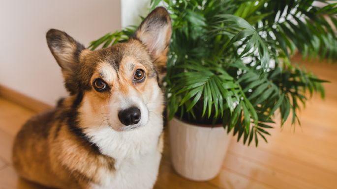 Mucho cuidado: estas son las plantas que pueden afectar a tus perros y gatos