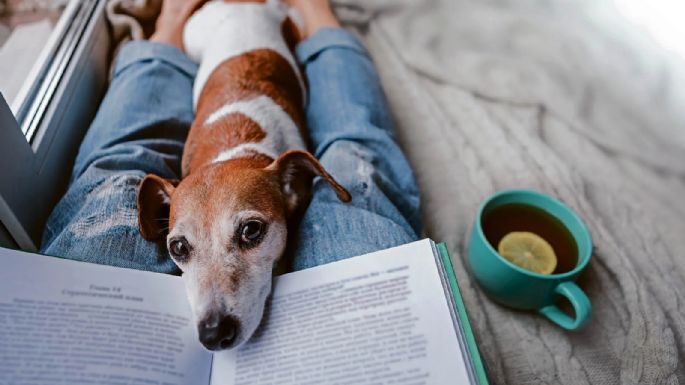 Tu mascota se da cuenta si te enfermaste: las razas de perro que detectan los síntomas