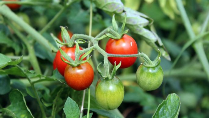 Ayuda para tu huerta: la forma de mejorar tus plantas de tomate