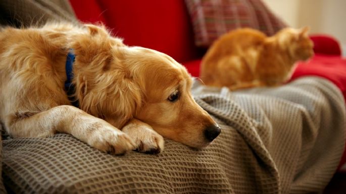 Aleja a tu mascota si se acerca a esta planta: así puedes salvar a tu perro