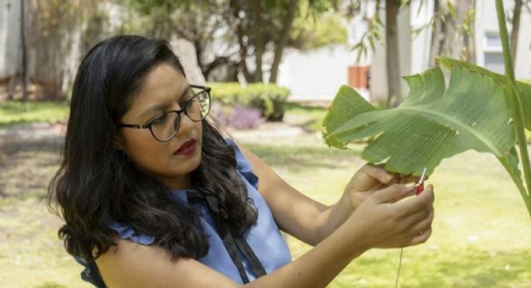 ¿Puedes escuchar a tus plantas?: el invento que lo haría posible