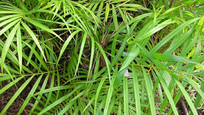 La planta de interior que es tendencia y puede modificar tu ambiente: conoce la Dypsis Lutescens