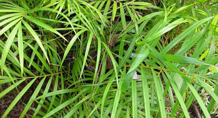 La planta de interior que es tendencia y puede modificar tu ambiente: conoce la Dypsis Lutescens