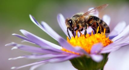 ¿Cansado de las abejas en tu jardín?: estas son las plantas que ayudan a ahuyentarlas