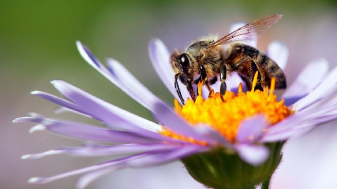 ¿Cansado de las abejas en tu jardín?: estas son las plantas que ayudan a ahuyentarlas