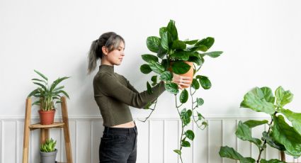 Lleva la suerte a tu hogar: las mejores plantas para ubicar en tu casa