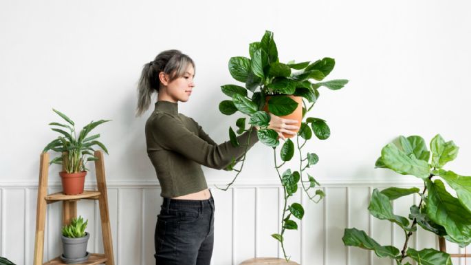 Lleva la suerte a tu hogar: las mejores plantas para ubicar en tu casa