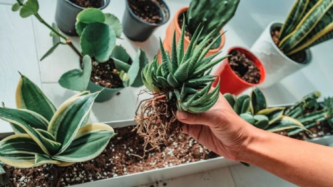 Tus plantas te agradecerán: el secreto para garantizar el crecimiento en macetas