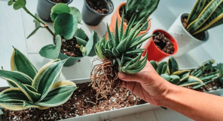 Tus plantas te agradecerán: el secreto para garantizar el crecimiento en macetas