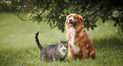 Protege a tu mascota en tu ausencia: los mejores consejos para ir de vacaciones sin tu amigo
