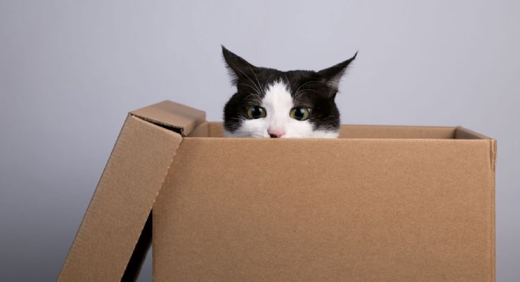 Fin de un mito de las mascotas: por qué los gatos adoran esconderse en las cajas