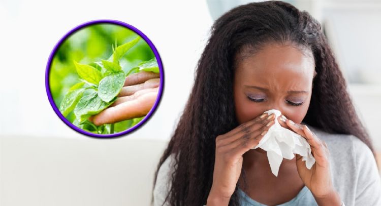 Te pueden ayudar durante el invierno: las plantas que son buenas para terminar con el resfrío