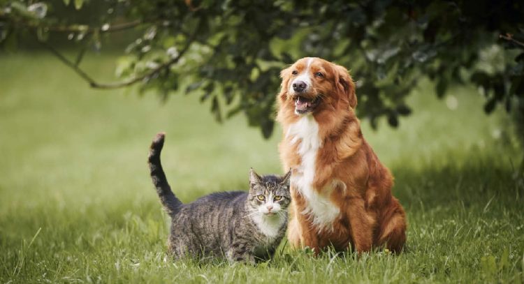 Protege a tu mascota en tu ausencia: los mejores consejos para ir de vacaciones sin tu amigo