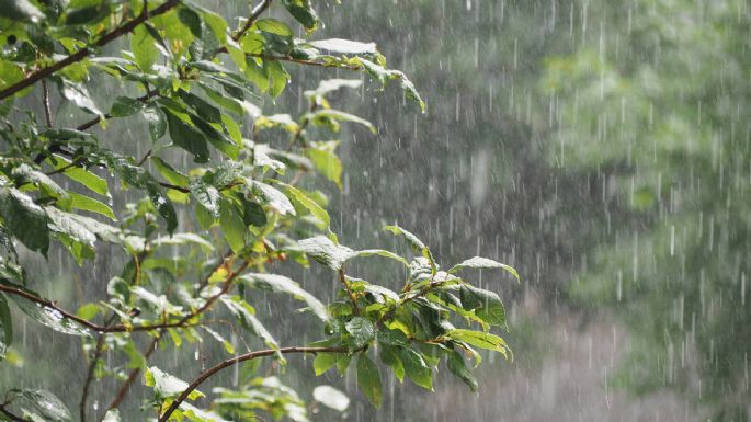 Que no te haga sufrir la lluvia: las mejores maneras para mantener bien a tus plantas