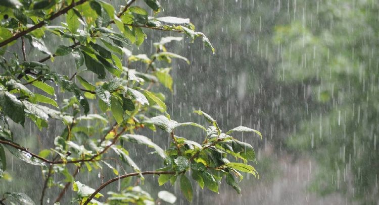 Que no te haga sufrir la lluvia: las mejores maneras para mantener bien a tus plantas