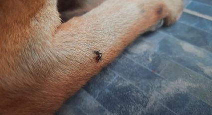 Para tener en cuenta: ¿el dengue puede afectar a las mascotas?