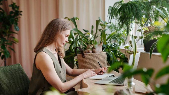 Para que no te falte el dinero: las plantas que recomiendan tener según el Feng Shui