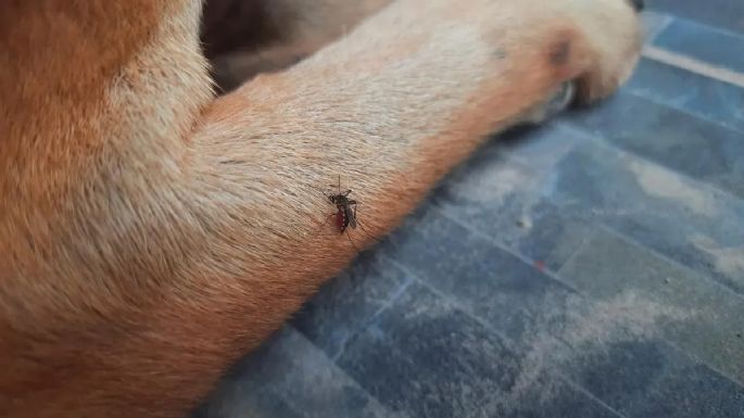 Para tener en cuenta: ¿el dengue puede afectar a las mascotas?