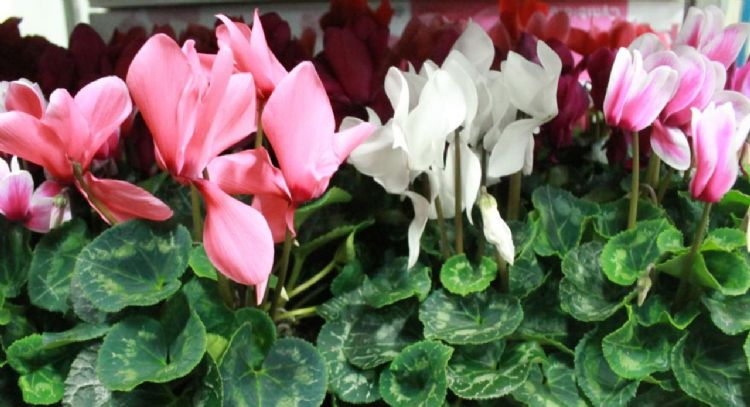 Evitar las alergias a toda costa: las plantas para tu hogar que son más efectivas para enfrentarlas