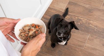 Los ayuda: la dieta recomendada para que tu mascota tenga un buen estado de salud