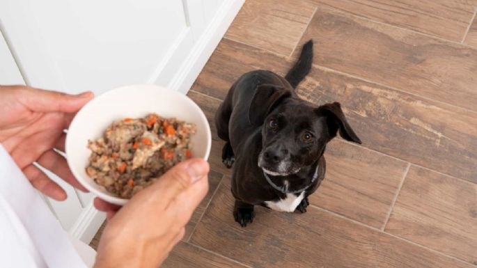 Los ayuda: la dieta recomendada para que tu mascota tenga un buen estado de salud