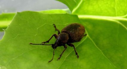 Aleja a los insectos más odiados: la planta de interior perfecta si quieres combatir esta especie