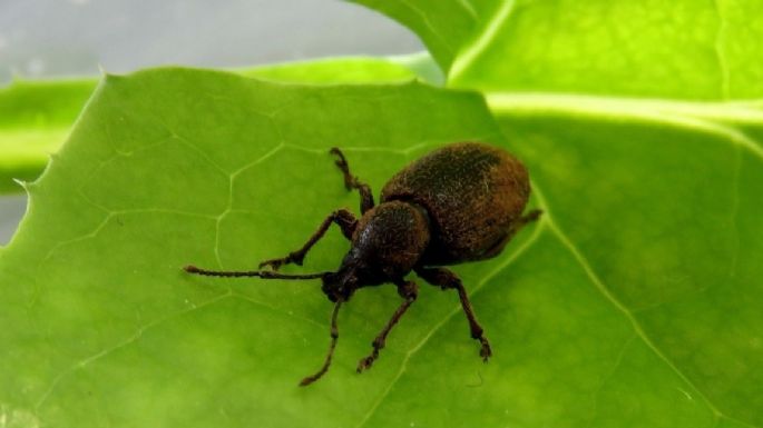 Aleja a los insectos más odiados: la planta de interior perfecta si quieres combatir esta especie