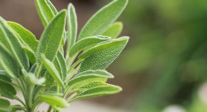 Reduce el azúcar y mejora la memoria: la planta que tiene efectos espectaculares para la salud