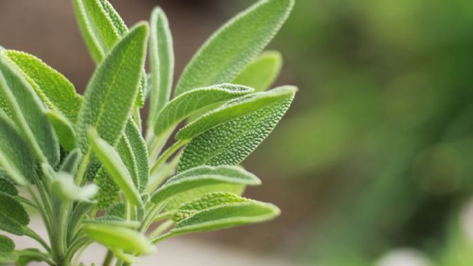 Reduce el azúcar y mejora la memoria: la planta que tiene efectos espectaculares para la salud