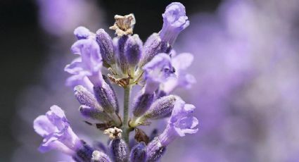 Evita los mareos a la hora de viajar: las plantas que recomiendan los expertos