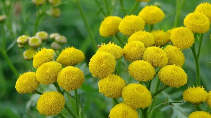 Saca esta plaga de tu jardín: la planta que las espanta de manera definitiva