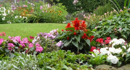 Que su belleza no te confunda: las plantas más peligrosas que puedes tener en tu jardín