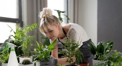 Terapia verde: cómo las plantas pueden mejorar tu salud mental