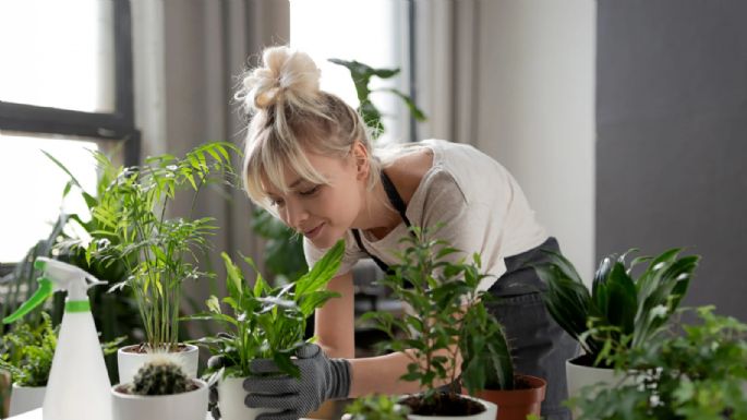 Terapia verde: cómo las plantas pueden mejorar tu salud mental